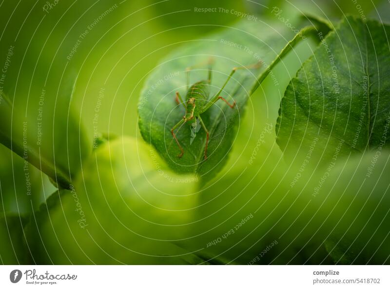 Grünes Insekt auf grünem Blatt Hüpfer Grashüpfer Zitronenbaum grünlich Natur Baum strauch