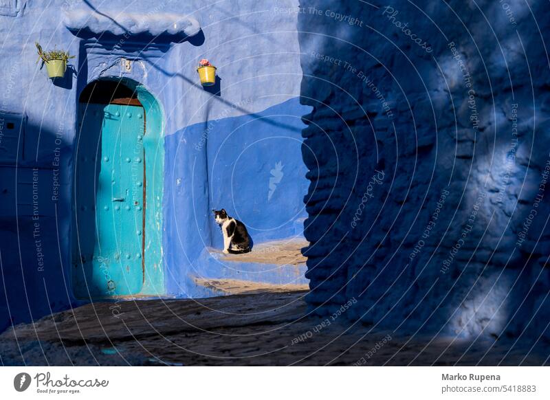 Katze vor einer blauen Wand in Chefchaouen, Marokko Türöffnung chefchaouen Marokkaner Tier Haustier Farbe heimisch farbenfroh rustikal Architektur Stadt antik