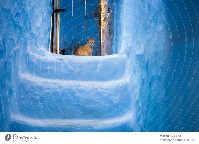 Neugierige Katze vor einer blauen Treppe in Chefchaouen, Marokko chefchaouen blaue Wände Marokkaner Wand Tier Tür Haustier Farbe blaue Stadt heimisch Katzenbaby