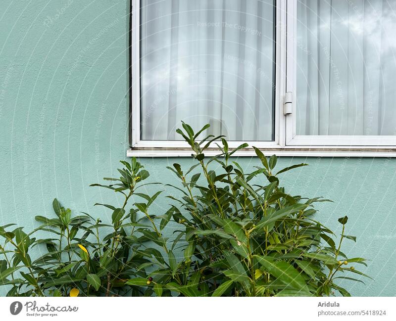 Mintgrüne Fassade mit weißem Doppelfenster, davor steht ein Kirschlorbeer Wand Fenster Haus Gebäude Architektur 50er Jahre Außenaufnahme Gardine Spiegelung