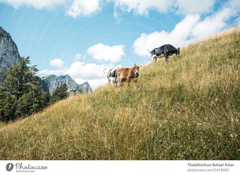 Kühe auf Weide mit Bergen im Hintergrund wandern Aussicht Berge u. Gebirge Schweiz Natur Landschaft Alpen Außenaufnahme Farbfoto Tourismus Wolken Wolkenhimmel