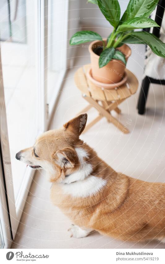 Welsh Corgi Hund Pembroke schaut aus dem Fenster zu Hause. Moderne Wohnung Interieur mit einer grünen Pflanze.  Gemütlicher Lebensstil der Millennials. corgi