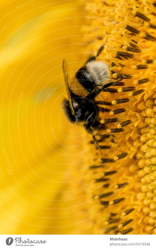 Dicke Hummel sammelt Pollen auf der Sonnenblume Hummel auf Blüte Blume Sommer Pflanze Insekt Nahaufnahme Tier Farbfoto Makroaufnahme Natur Tag fleißig