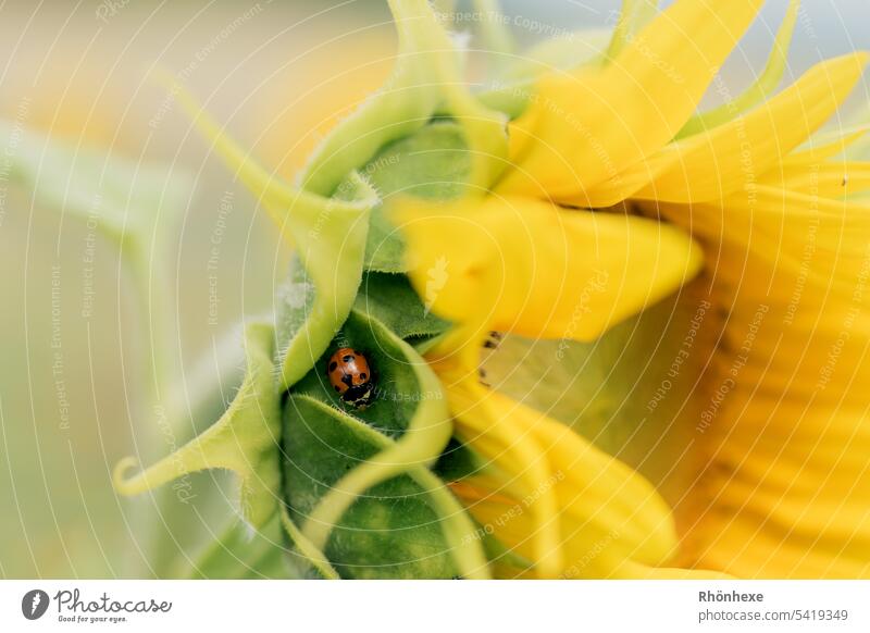 Marienkäfer versteckt sich in der Sonnenblume Sonnenblumen Sommer Natur gelb Außenaufnahme Landwirtschaft natürlich Blüte Blume grün hell schön geblümt