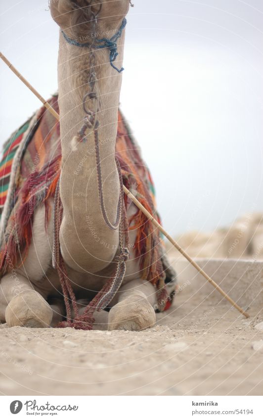without Ägypten Kamel Dromedar trocken Stoff Afrika egypt Zigarettenmarke Hals neck Sand dry Tuch Reitsport Wüste desert