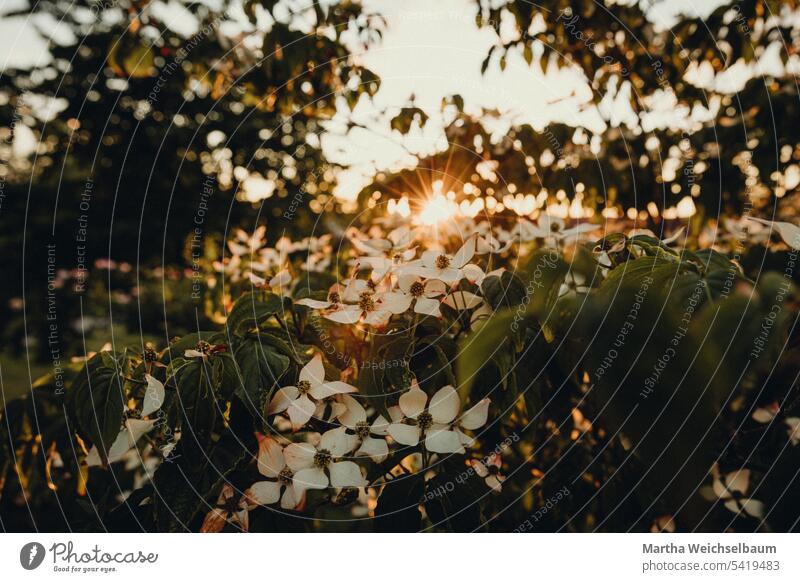Japanische Blüten-Hartriegel im Sonnenuntergang Strauch im Sonnenuntergang Blüten im Sonnenuntergang weiße Blüten im Sonnenuntergang Natur Garten blühen blühend