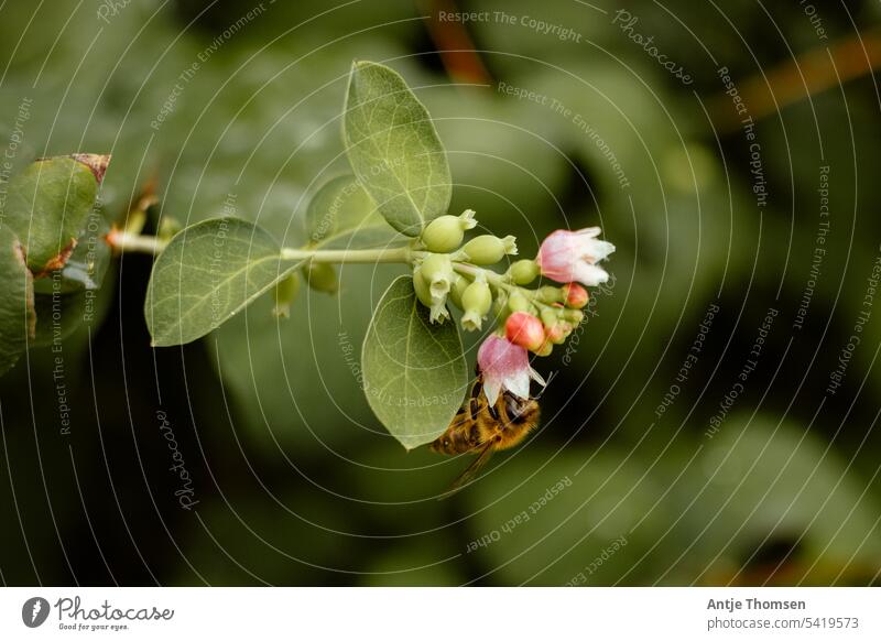 Biene an einer Schneeberenblüte/Knallerbsenstrauch Schneebeere bienenfreundlich knallerbsenstrauch Natur Sträucher Schwache Tiefenschärfe Umwelt Garten