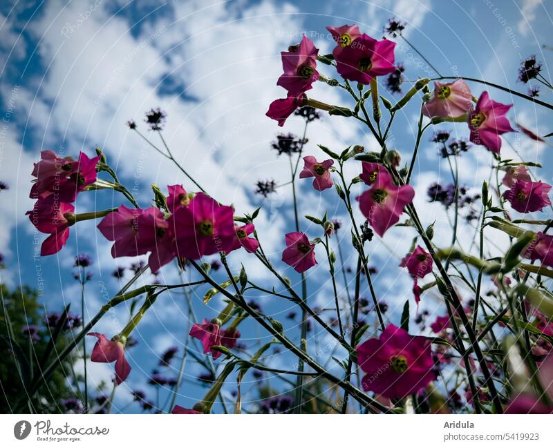 Pinke Sommerblümchen vor blauem Himmel mit weißen Wölkchen Blumen rosa Blumenbeet Blüte Blauer Himmel weiße Wolken Flügel-Tabak schön