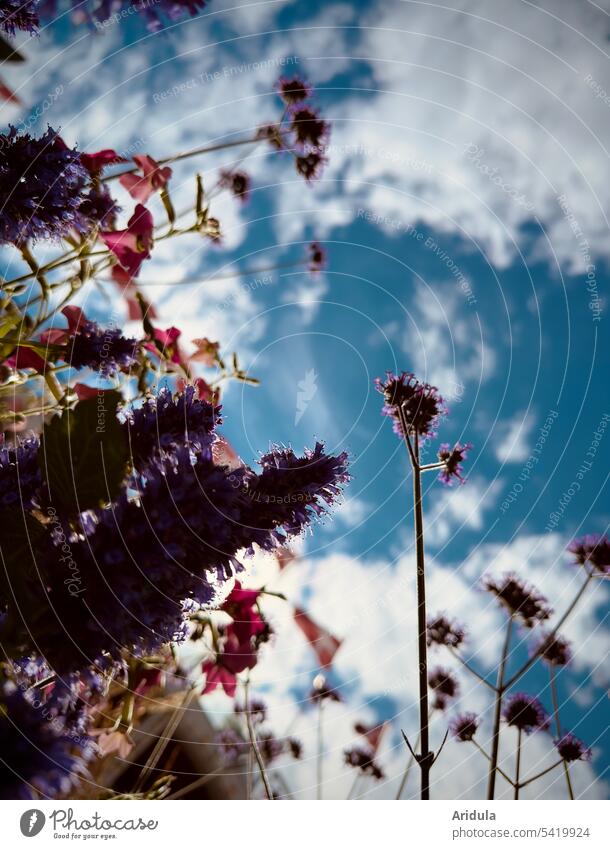 Unscharfe Sommerblumen vor blauem Himmel mit weißen Wolken aus der Froschperspektive Blumen Blumenbeet Beet Garten rosa lila violett Blauer Himmel weiße Wolken