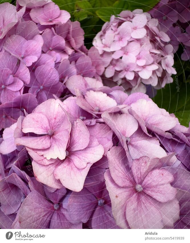 Blüten rosa/pink Blume Spätsommer Pflanze Nahaufnahme Detailaufnahme Garten Natur Blühend Sommer