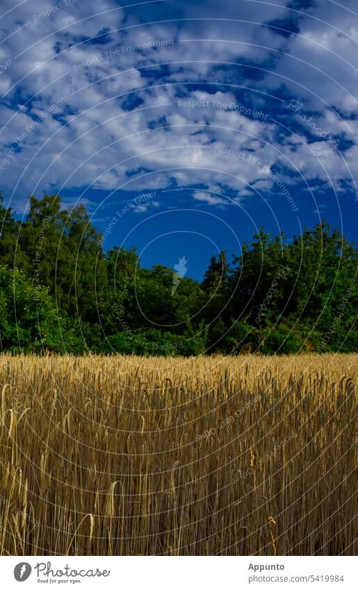 Landschaftlicher Dreiklang aus reifem Getreidefeld, grün belaubten Bäumen und blauem Himmel (mitteleuropäische Kulturlandschaft) Landwirtschaft Wolken