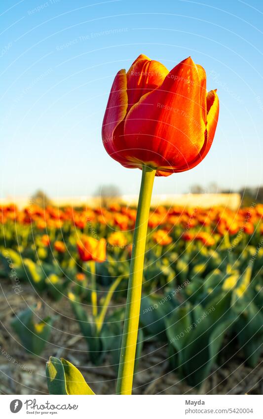 Tulpe vor blauem Himmel Ostern Frühling Blume Freisteller Neutraler Hintergrund Geschenk Garten Blühend Botanik Dekoration & Verzierung Natur Pflanze Blatt
