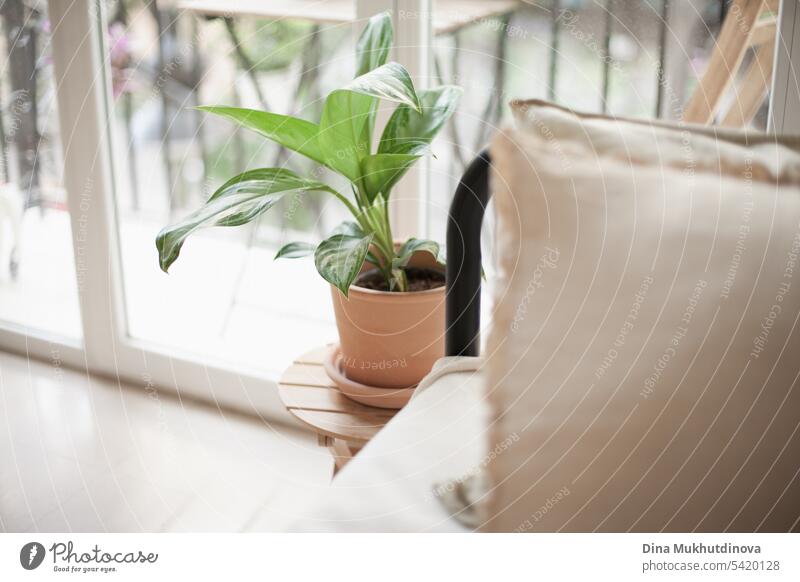 grüne Pflanze Blätter und beige Kissen auf Sofa zu Hause. Wachsende Zimmerpflanze und städtischen Dschungel Hobby. Tropische Wohnkultur. Gartenarbeit Wasser