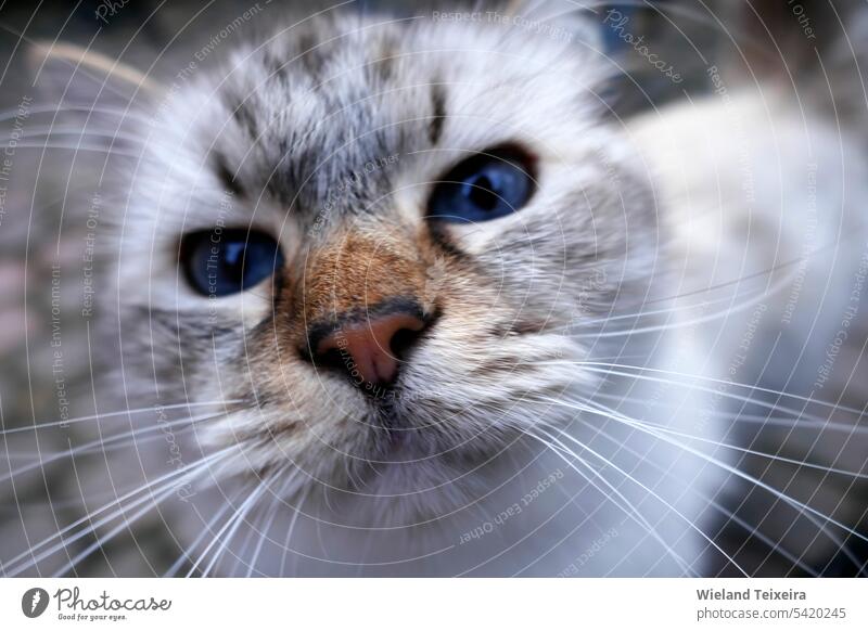 Die Augen einer neugierigen Ragdoll-Katze. Dies ist eine Rasse mit einem ausgeprägten Color-Point-Fell und blauen Augen. Tier Säugetier Haustier weiß Natur