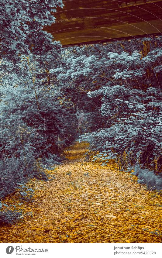 Waldweg Bahndamm Falschfarben Blätter Natur Fake-Infrarotaufnahme bunt Naturliebe Weg Pfad blau gelb Cover laufen wandern besonders waldgebiet