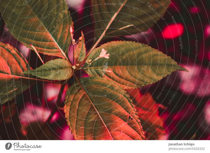 Blätter Nahaufnahme Falschfarben Natur Fake-Infrarotaufnahme bunt grün Blattadern Wald Detail Naturliebe