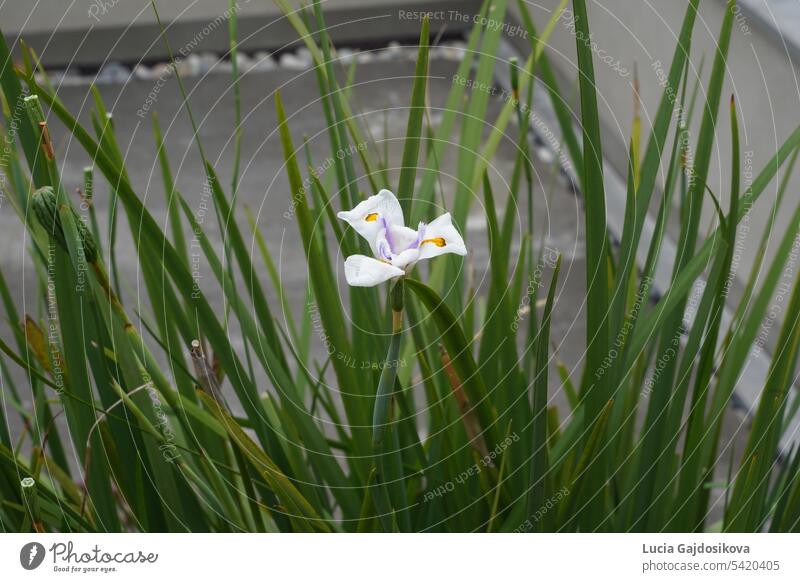 Große wilde Schwertlilie oder Afrikanische Schwertlilie, lateinisch calles dietes grandiflora, in Blüte. Die Pflanze wächst im Freien. Eine einzelne Blüte steht in der Mitte der Blätter. Es gibt eine Menge Kopierraum.