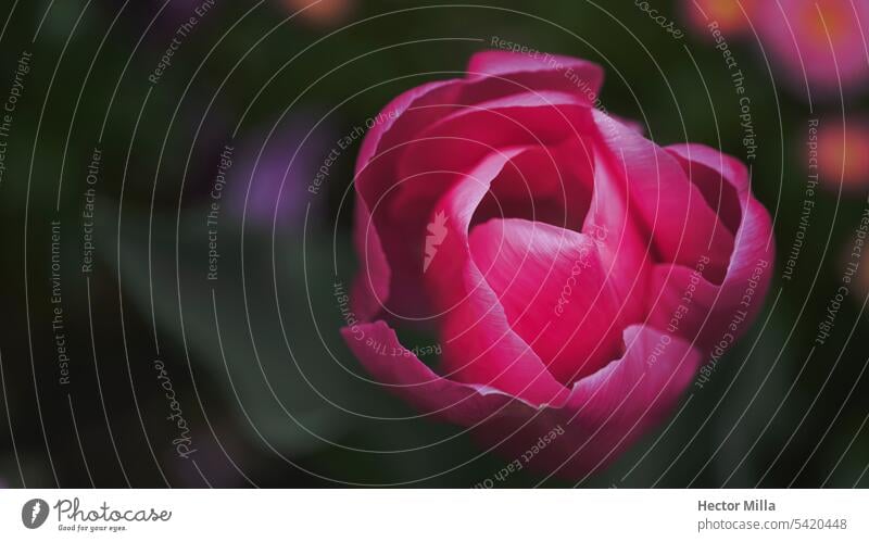 Abstrakte Blume in warmen Farben, im Garten von Monet, in Frankreich Farbfoto Umwelt Frühlingsblume kreisrund Makroaufnahme Detailaufnahme Nahaufnahme rosa