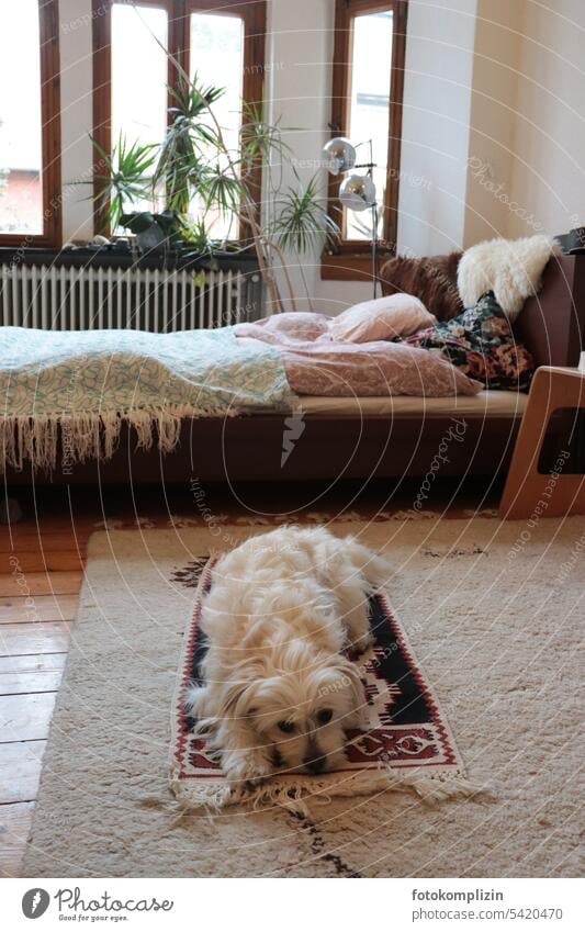 Hund bleibt auf seinem Teppich Platz Zimmer Schlafplatz Bett Schlafzimmer gemütlich Innenaufnahme Erholung schlafen warten kleiner Hund Begleiter Hunde brav