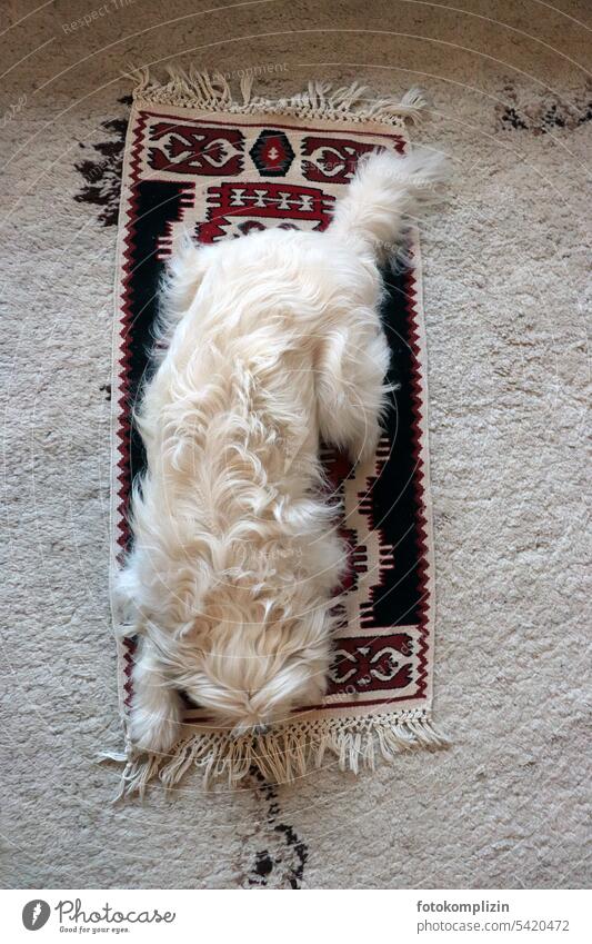 kleiner weißer Hund auf seinem kleinem Berberteppich Teppich Platz passend Fell Haustier Tier liegen auf dem Teppich bleiben kleiner Hund Mischling niedlich