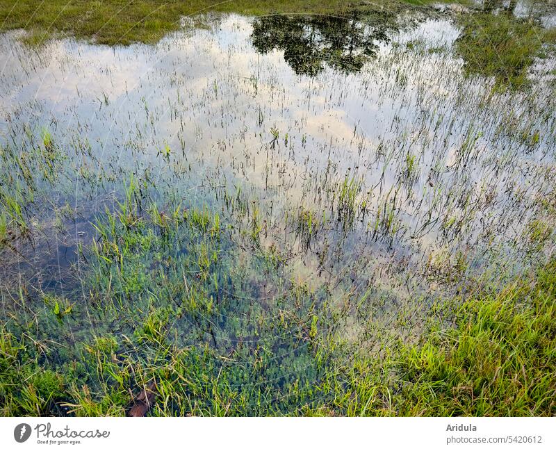 Ostseelagune | Gräser stehen im flachen Wasser, indem sich der Himmel und Bäume spiegeln Lagune Natur Landschaft Ufer Reflexion & Spiegelung ruhig Idylle