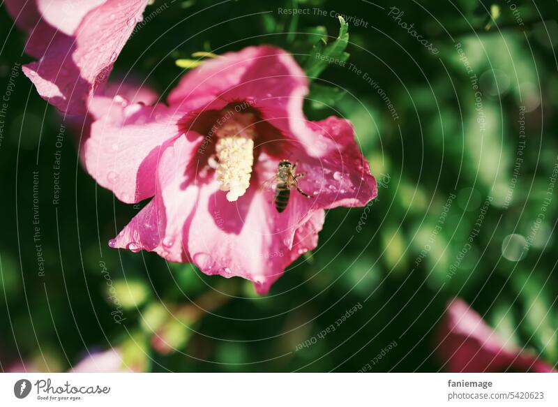 geöffnete, mit Regentropfen benetzte Hibiskusblüte mit Biene a8 hibiskus eibisch Garten Fahne bluete Blühend Sommer sommerlich rosa Grün Dunkelgrün Insekt