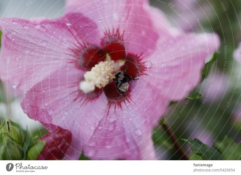 geöffnete, mit Regentropfen benetzte Hibiskusblüte mit Hummel hibiskus eibisch Garten Fahne bluete Blühend Sommer sommerlich rosa Grün Dunkelgrün Insekt