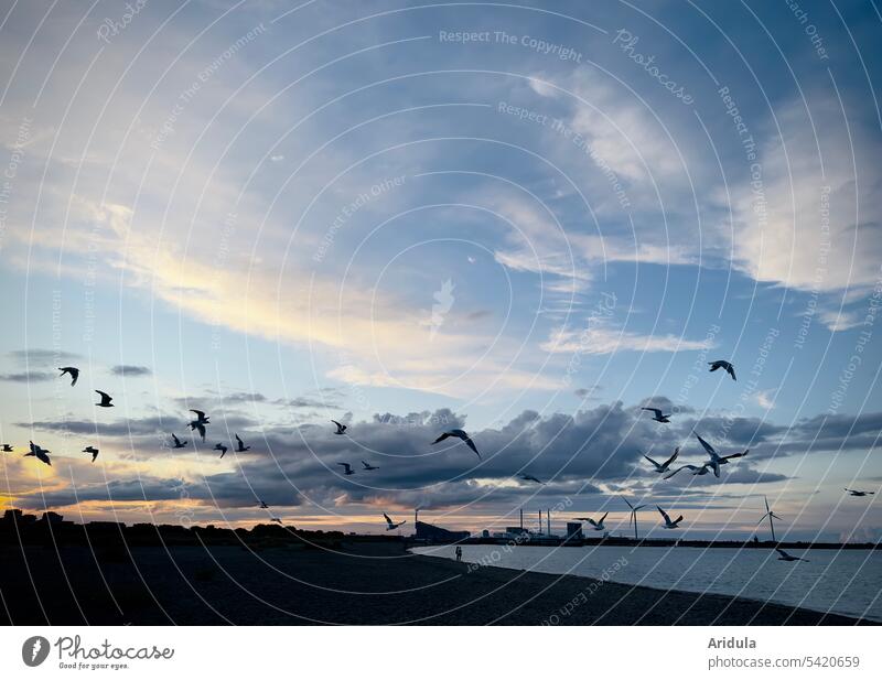 Fliegende Möwen über Strand am Stadtrand von Kopenhagen bei Sonnenuntergang Abendstimmung Meer Ostsee Ferien & Urlaub & Reisen Dänemark Dämmerung Himmel Wolken