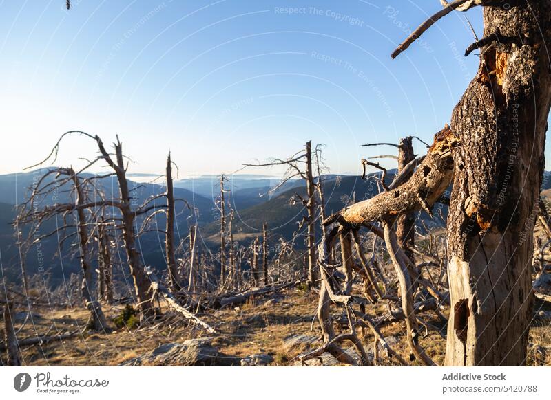 Trockene Bäume mit festsitzenden Wurzeln im Gebirgstal an einem sonnigen Tag Wald tot trocknen Berge u. Gebirge Kofferraum Tal Baum Berghang leer Natur Holz