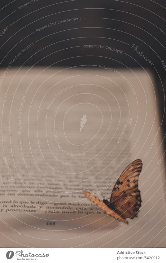 Schmetterling auf Buchseite sitzend offen Page altehrwürdig lesen Literatur antik Konzept Ornament Flügel schön Weisheit Belletristik Antiquität Lautstärke