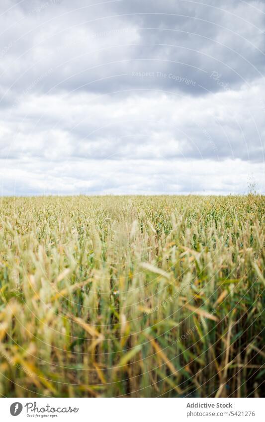 Endloses Feld mit grünem Gras an einem bewölkten Tag Himmel Cloud bedeckt endlos Landschaft Ackerbau Natur Ebene ländlich Wiese Umwelt Bauernhof Sommer Grasland