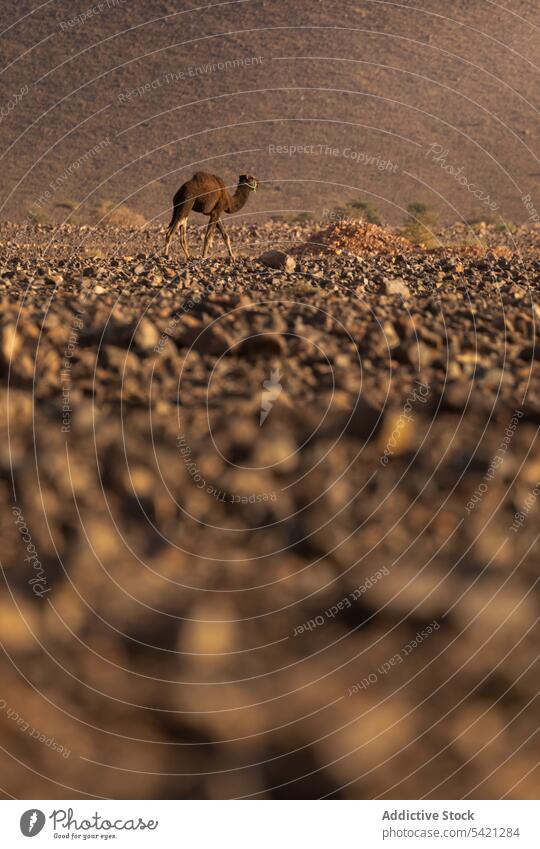 Kamel im Sand in der Wüste Camel wüst Düne Natur Tier Säugetier wild reisen Fauna Tourismus Verkehr Fell braun Lebensraum Reise Abenteuer Marokko Ausflugsziel