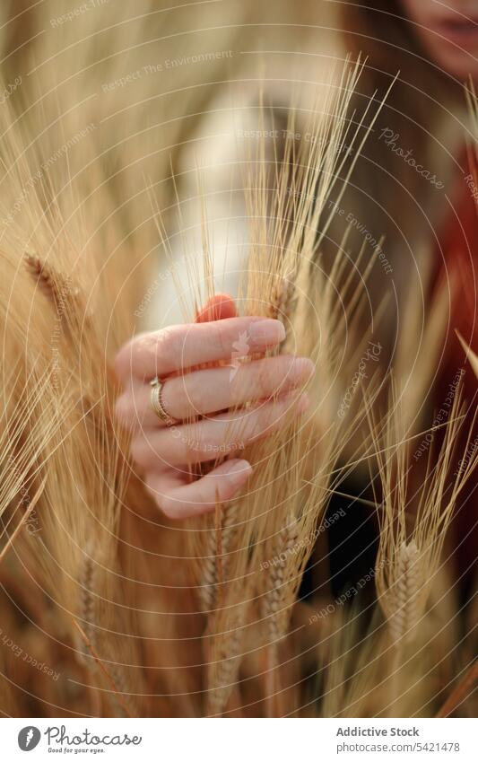 Frau mit Ringen, die Ährchen im Feld berühren Hand Spikelet golden Weizen Finger Ehefrau Braut Natur Angebot Harmonie sanft romantisch Gras Spitze natürlich