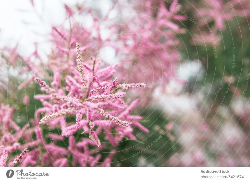 Blühende rosa Blüten des Tamariskenstrauchs Blume Blütezeit tamarix Natur Flora Buchse Hintergrund Pflanze Ast Botanik frisch Garten schön Wachstum geblümt