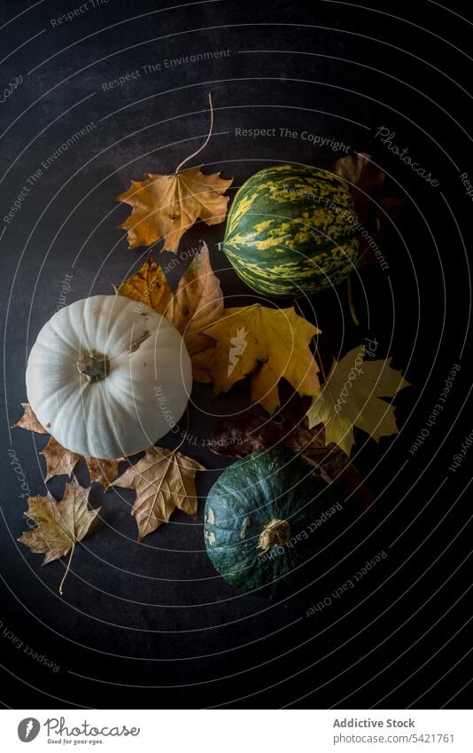 Verschiedene Kürbisse und herbstliche Blätter auf dem Tisch Squash Blatt Herbst verschiedene Farbe Gemüse Lebensmittel natürlich frisch Kulisse ganz Typ