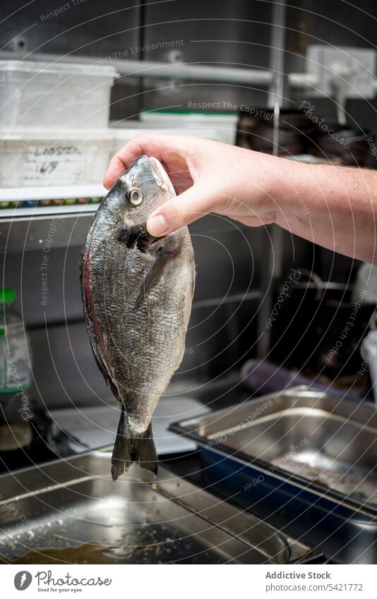 Crop-Koch mit rohem frischem Fisch in der Küche eines Restaurants Goldbrasse Meeresfrüchte Küchenchef Lebensmittel vorbereiten Rezept Gesundheit kulinarisch