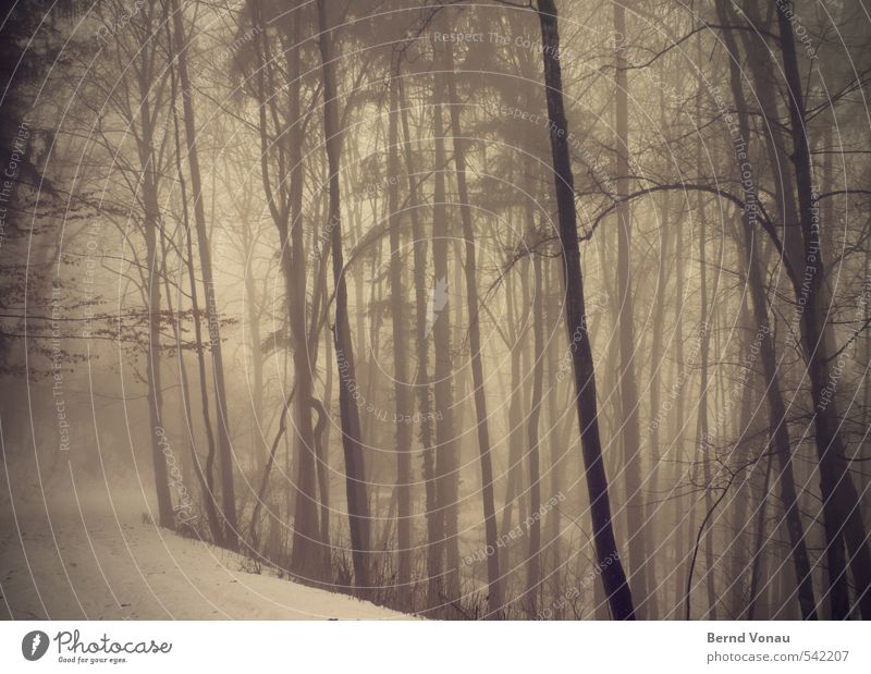 brüNetter Waldweg Umwelt Natur Landschaft Pflanze Winter Wetter schlechtes Wetter Nebel Schnee Baum Wege & Pfade Spuren natürlich braun schwarz trüb dunkel