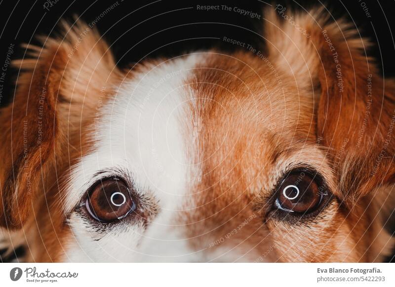 Nahaufnahme Porträt ein Hund Augen mit led Ring Reflexion. Makroaufnahme weiß Nase Tier Säugetier interessiert sonnig sanft Backenbart jung Sinn Hündchen feucht