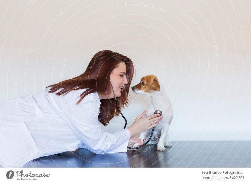 Porträt einer jungen Tierärztin, die einen süßen kleinen Hund mit einem Stethoskop untersucht, isoliert auf weißem Hintergrund. Innenbereich krank Spezialist