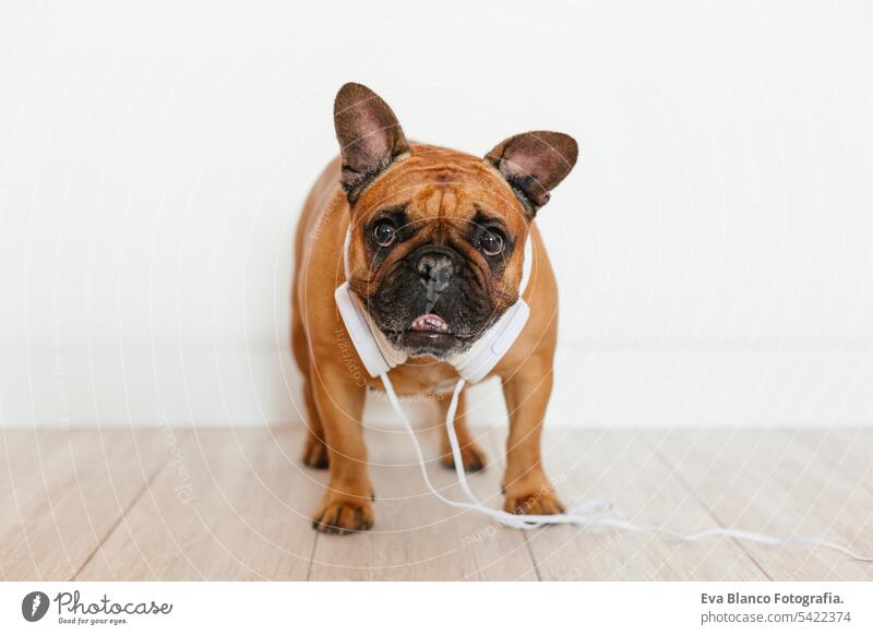 Süße braune französische Bulldogge zu Hause und schaut in die Kamera. Lustiger Hund hört Musik auf weißem Kopfhörer. Haustiere im Haus und Lifestyle. Technik und Musik