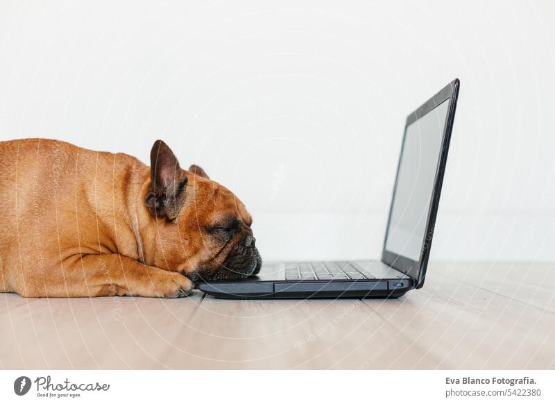 niedliche braune französische Bulldogge arbeitet zu Hause am Laptop und fühlt sich müde. Haustiere im Haus, Lifestyle und Technologie-Konzept bezaubernd Tier