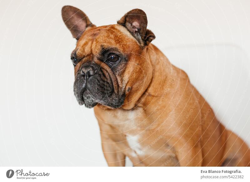 Süße braune französische Bulldogge sitzt zu Hause auf dem Boden und schaut in die Kamera. Lustiger und verspielter Ausdruck. Haustiere im Haus und Lifestyle