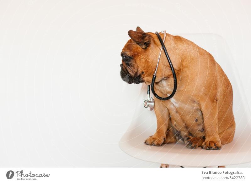 süße braune französische Bulldogge sitzt auf einem Stuhl zu Hause. Das Tragen eines Tierarztes Stethoskop. Haustiere Pflege und Tierarzt Konzept bezaubernd Baby