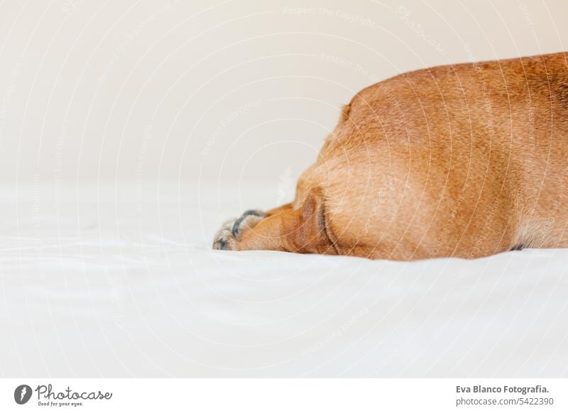 Draufsicht auf lustigen französischen Bulldoggen-Popo. Hund liegt auf dem Bett und entspannt sich. Tageszeit und Lebensstil im Innenbereich bezaubernd Rückseite