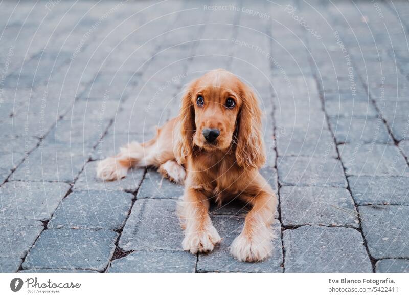 schöner Welpe eines Cocker-Hundes, der draußen auf der Straße liegt Großstadt urban Porträt bezaubernd niedlich klein braun Reinrassig niemand Asphalt Natur