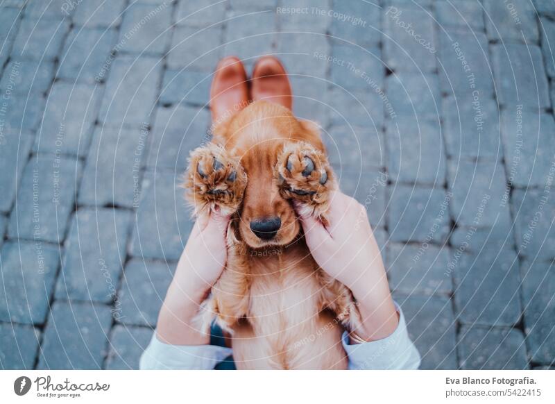 Junge Frau auf der Straße, die mit ihrem süßen Cockerhund spielt. Lifestyle im Freien mit Haustieren Freundschaft Großstadt schön laufen Lächeln Tier außerhalb