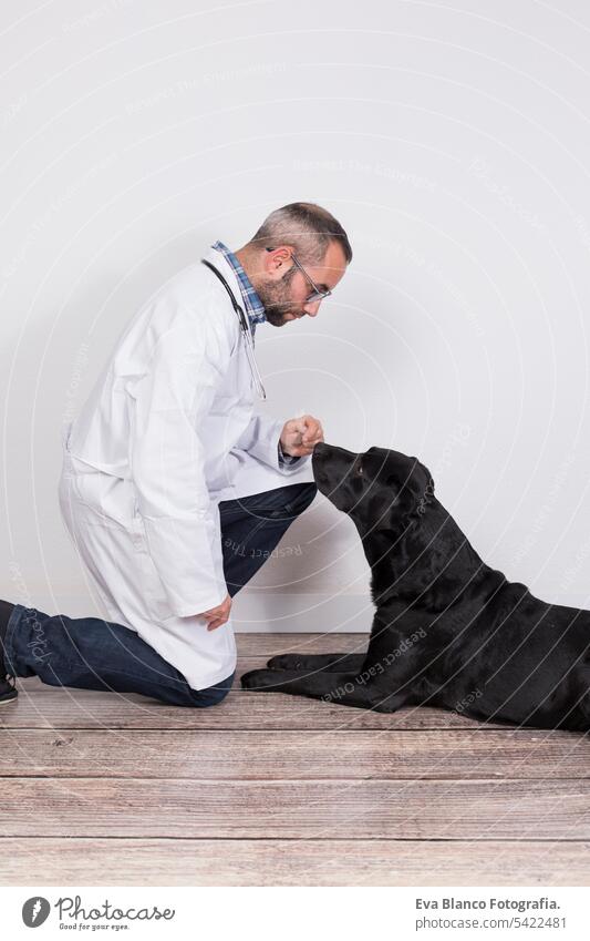 junger Tierarzt, der einen schönen schwarzen Labrador-Hund mit einem Stethoskop untersucht, isoliert auf weißem Hintergrund. Innenbereich Medizin Besitzer