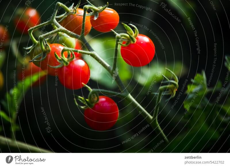 Tomaten abend dunkel dämmerung ernte ferien frucht garten gemüse hecke kleingarten kleingartenkolonie menschenleer nachbarschaft natur obst pflanze ruhe saison