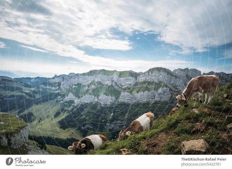 Kühe auf Hügel vor Bergpanorama Nutztier drei stehen posieren braun weiß Alpen Weide Steine steinig Wiese Tier grün Natur Außenaufnahme Kuh Gras Landwirtschaft
