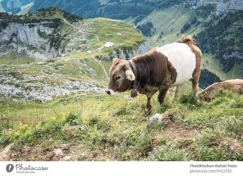 Kuh auf Weide Nutztier liegend stehen posieren braun weiß Hörner Alpen Steine steinig Wiese Tier grün Natur Außenaufnahme Gras Landwirtschaft Herde Landschaft 1